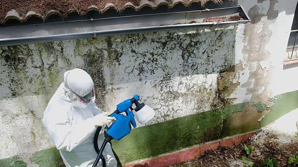Trusted Basement Mold Remediation service in Afton, MN - Cheap Mold Removal